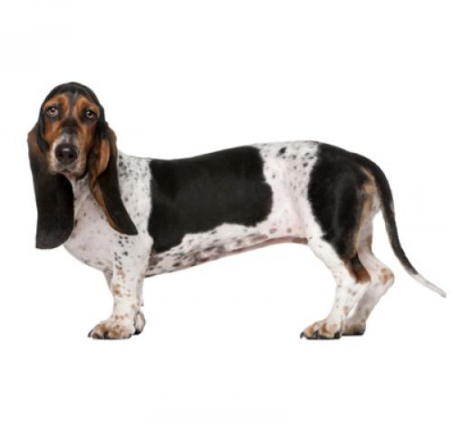 bassethound