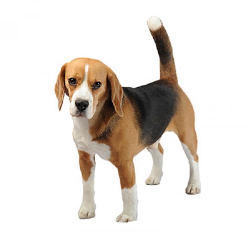 beagle