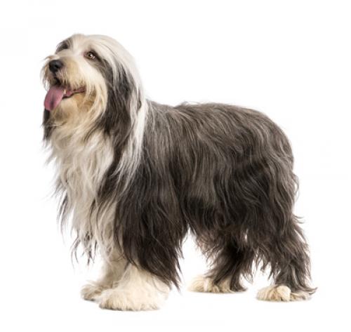 beardedcollie