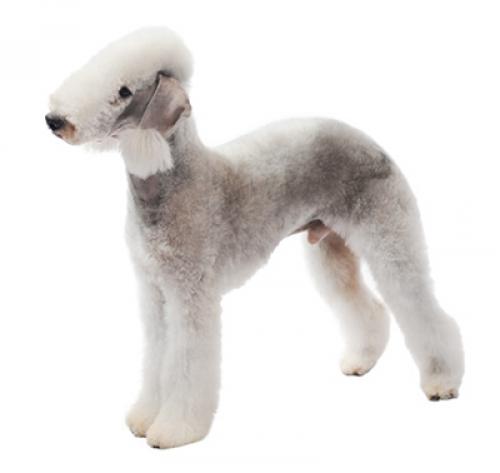 bedlington terrier