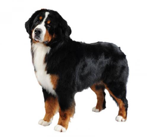 bernesemd