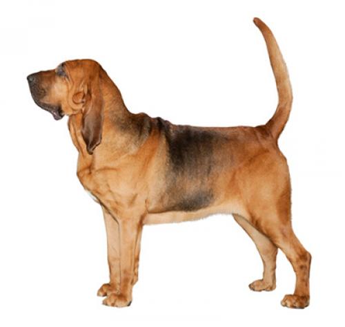 bloodhound