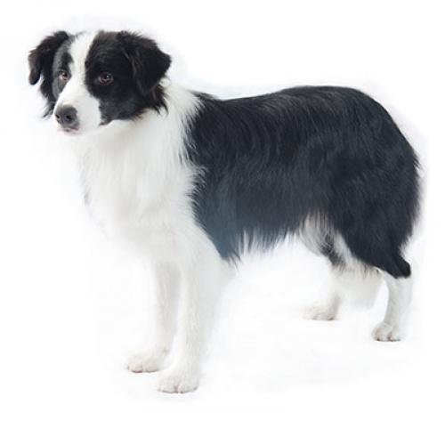 bordercollie