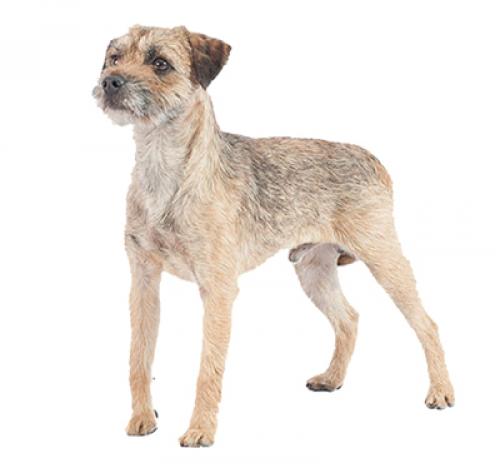 borderterrier