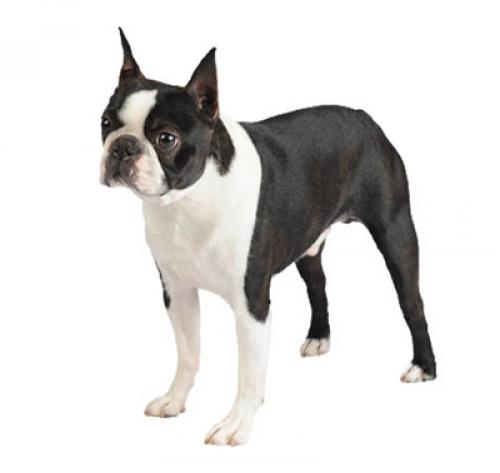 bostonterrier