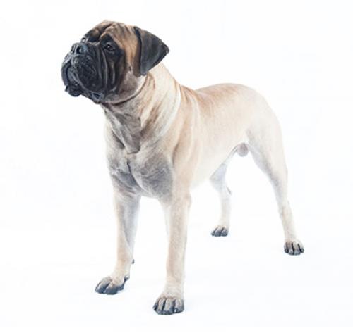 bullmastiff