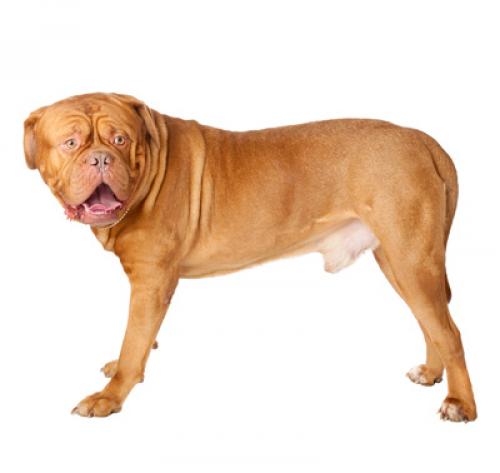 doguedebordeaux