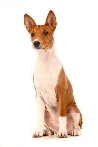 thumb basenji