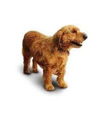 thumb basset fauve de bretagne