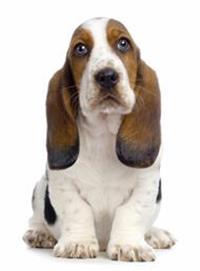 thumb basset hound