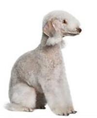 thumb bedlington terrier