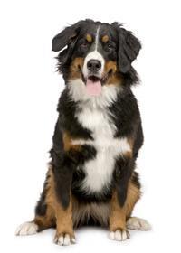 thumb berner sennenhund