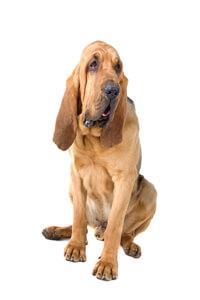 thumb bloodhound