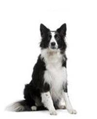 thumb border collie