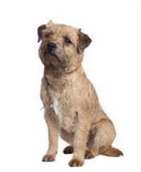 thumb border terrier