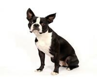 thumb boston terrier