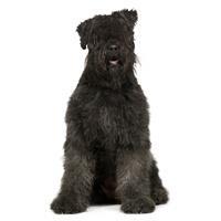 thumb bouvier des flandres