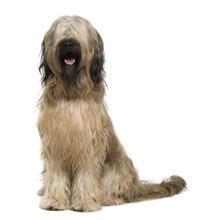 thumb briard berger de brie