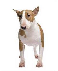 thumb bull terrier