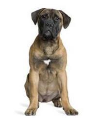 thumb bullmastiff