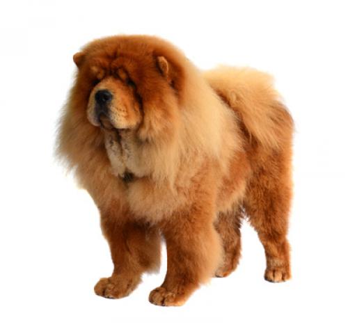 chowchow