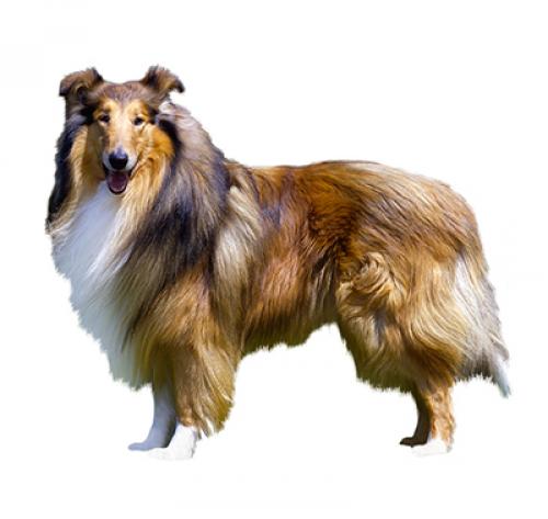 roughcollie