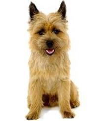 thumb cairn terrier