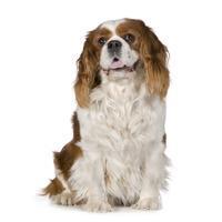 thumb cavalier king charles spaniel