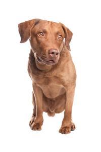 thumb chesapeake bay retriever