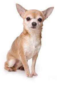 thumb chihuahua