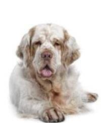 thumb clumber spaniel