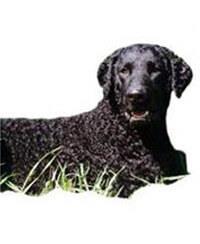 thumb curly coated retriever