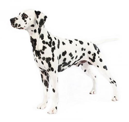 dalmation