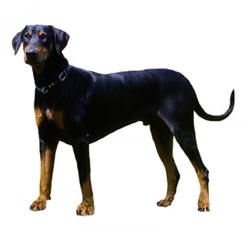 dobie