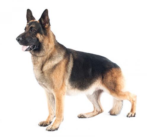 gsd