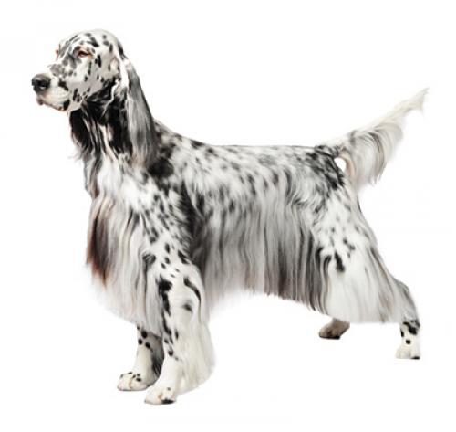 english setter