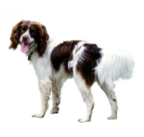 englishspringerspaniel