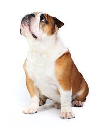 thumb englische bulldogge