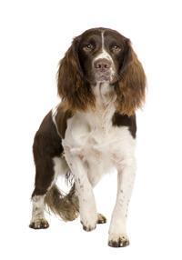 thumb englischer springer spaniel