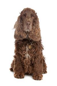 thumb english cocker spaniel