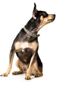 thumb english toy terrier