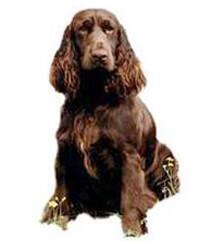 thumb field spaniel