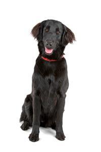 thumb flat coated retriever