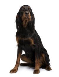 thumb gordon setter