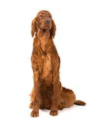 thumb irish red setter