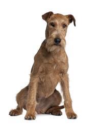 thumb irish terrier