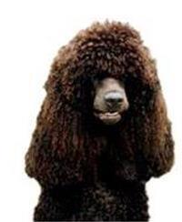 thumb irish water spaniel