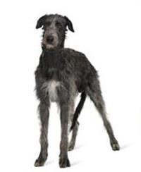 thumb irish wolfhound