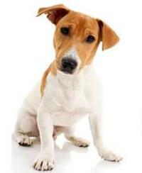 thumb jack russell terrier