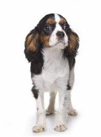 thumb king charles spaniel